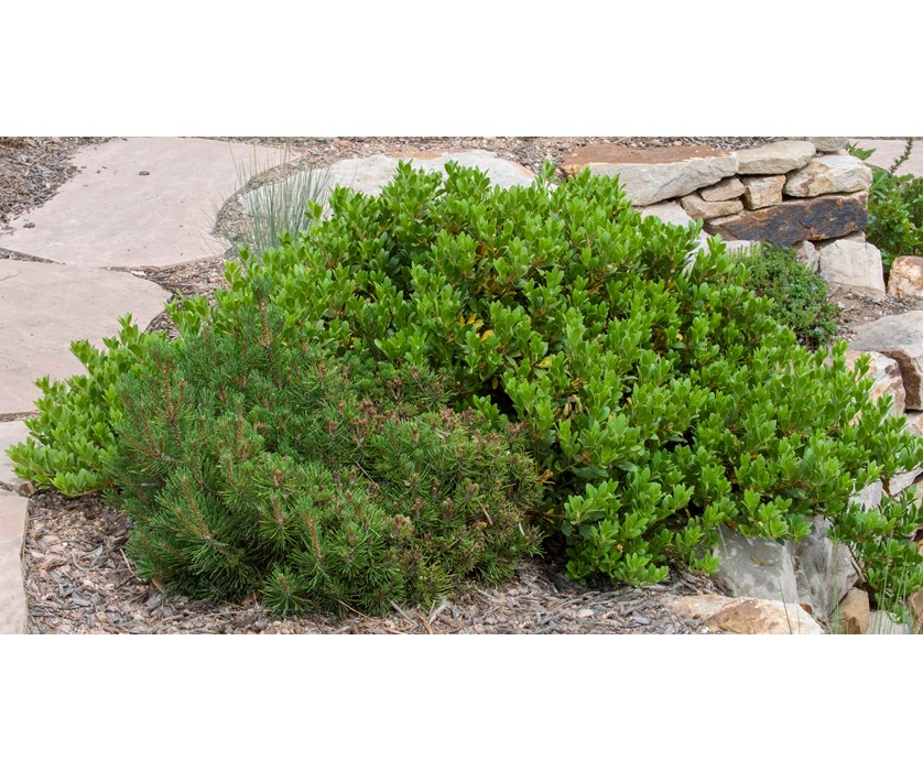 Mock Bearberry Manzanita